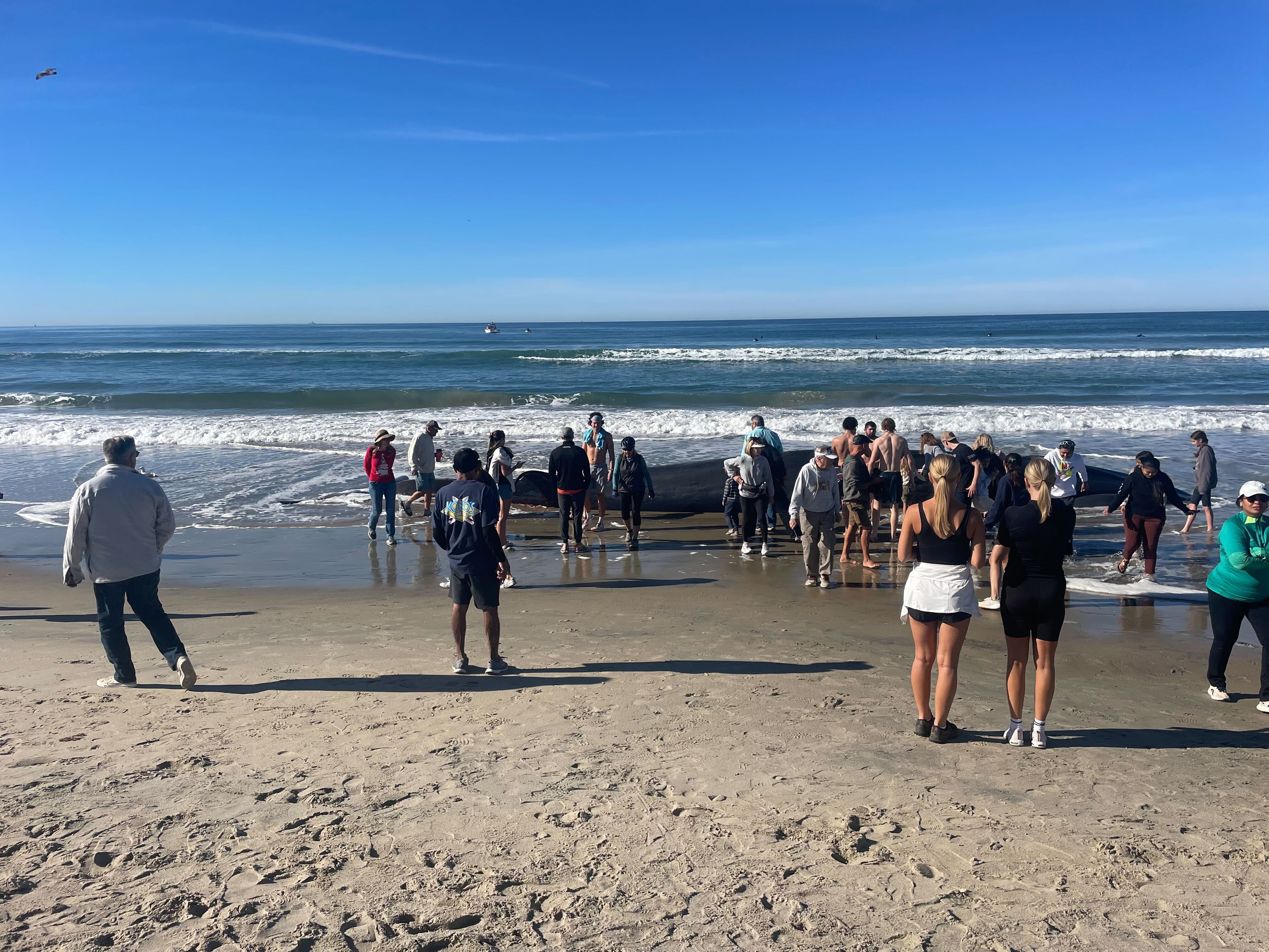 A crowd gathers to look at a whale that washed ashore on Pacific Beach in San Diego, Dec. 10, 2023.