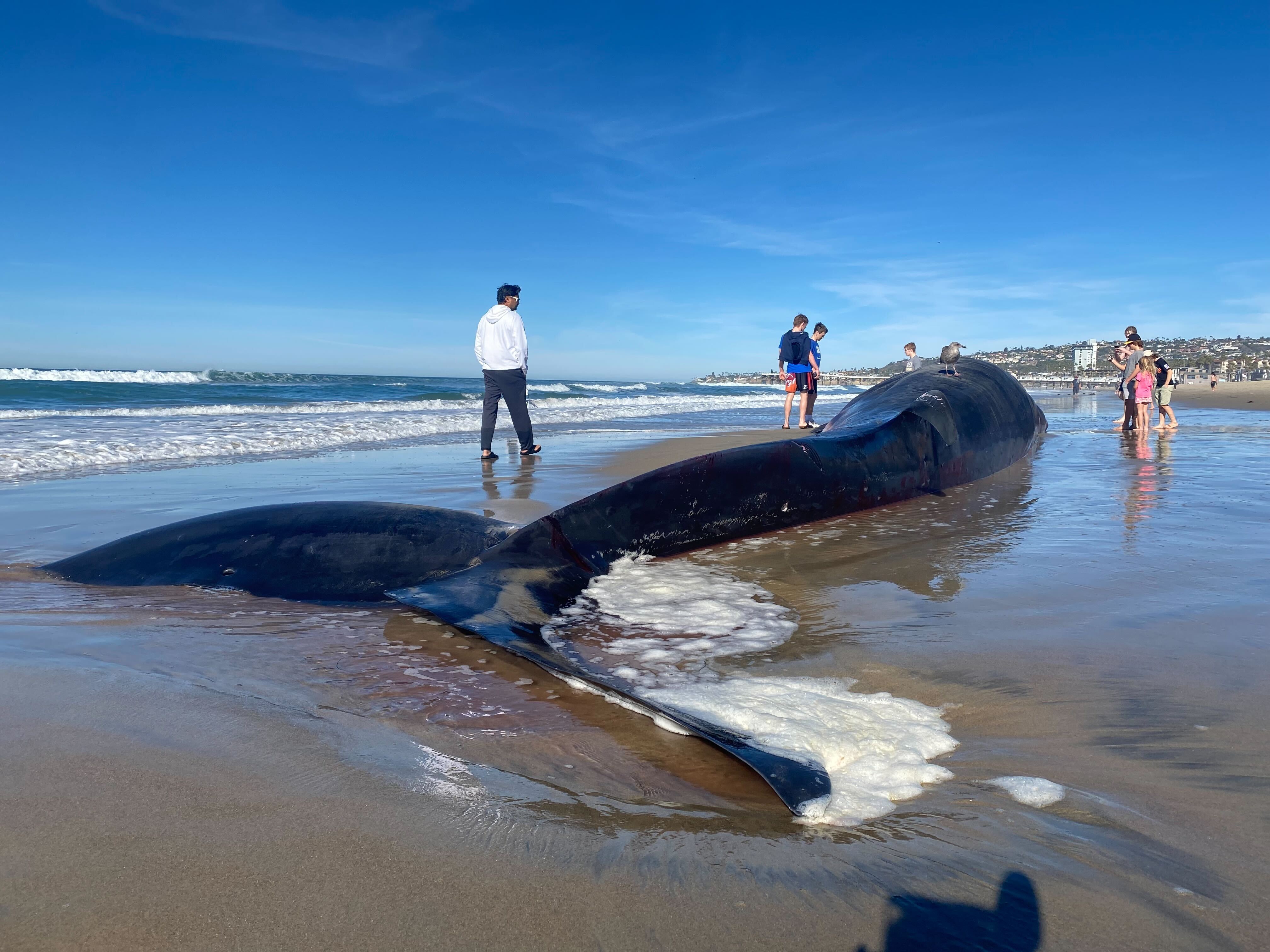 A whale is shown on Pacific Beach in San Diego after washing ashore, Dec. 10, 2023.