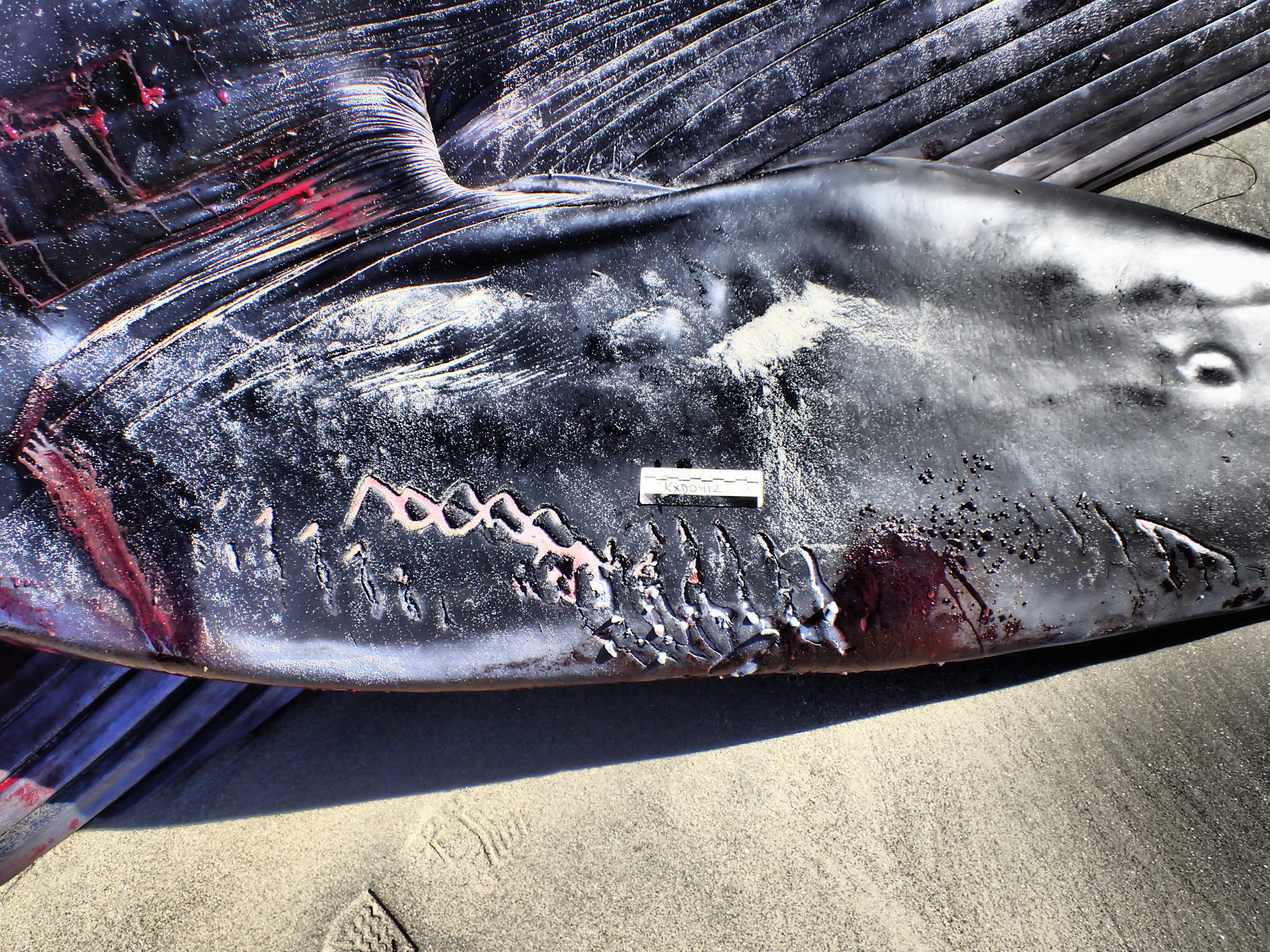 Photos provided by NOAA show what are known as "rake marks" on a fin whale that washed up on Pacific Beach on Dec. 10. 