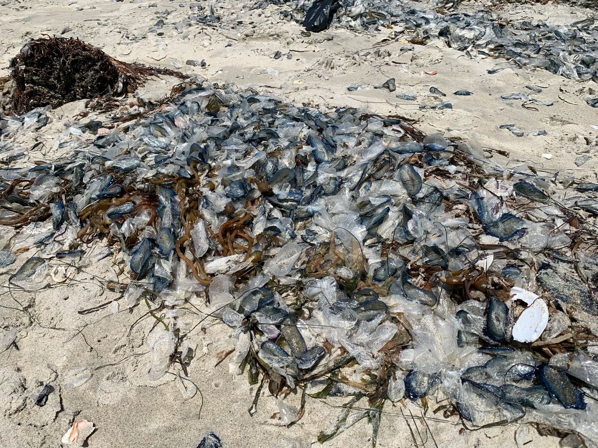 Piles of Velella Velella, which only move by winds and tides, wash up on the shores of Del Mar Dog Beach on April 30, 2024. (NBC 7 San Diego)
