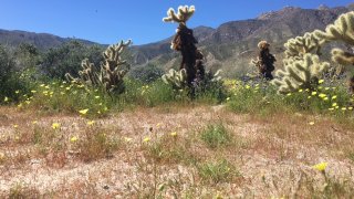 3-12-17-Anza Borrego State Park super bloom wildflowers 1 Eric Page 2