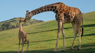 Giraffe at SD Safari Park