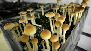 mushrooms
