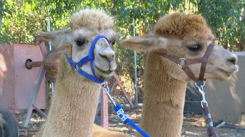 Alpacas Escondido Kelly
