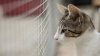 “Miau”: gatos de trabajo disponibles para adopción gratis