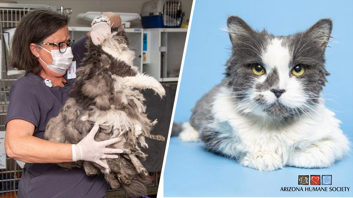 Tierna transformación: gatito pierde dos libras… de solo pelo