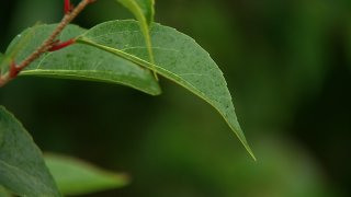 Leaf with rain drops