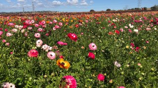 Carlsbad-Flower-Fields-March-2018-2