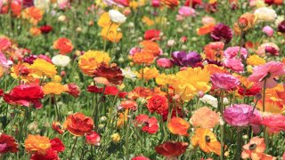 Carlsbad-Flower-Fields-Tina-Griffin