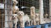 Nuevas leyes de protección animal entrarán en vigor en California en 2026