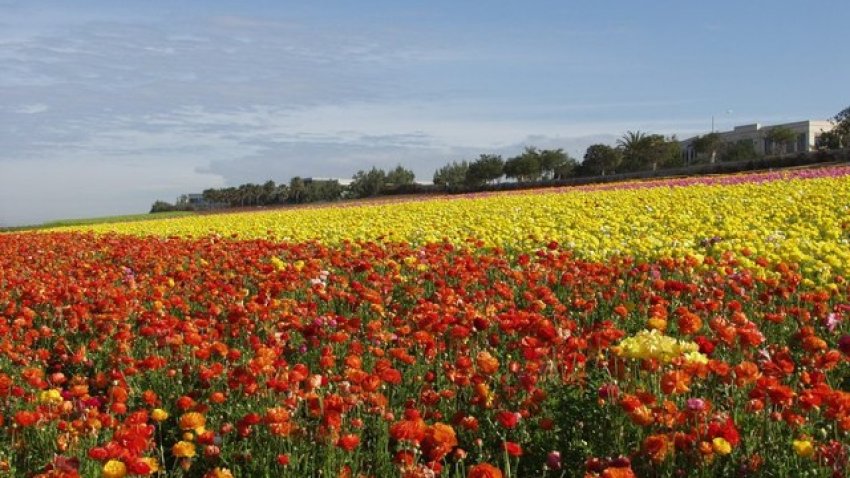FlowerFieldsVista