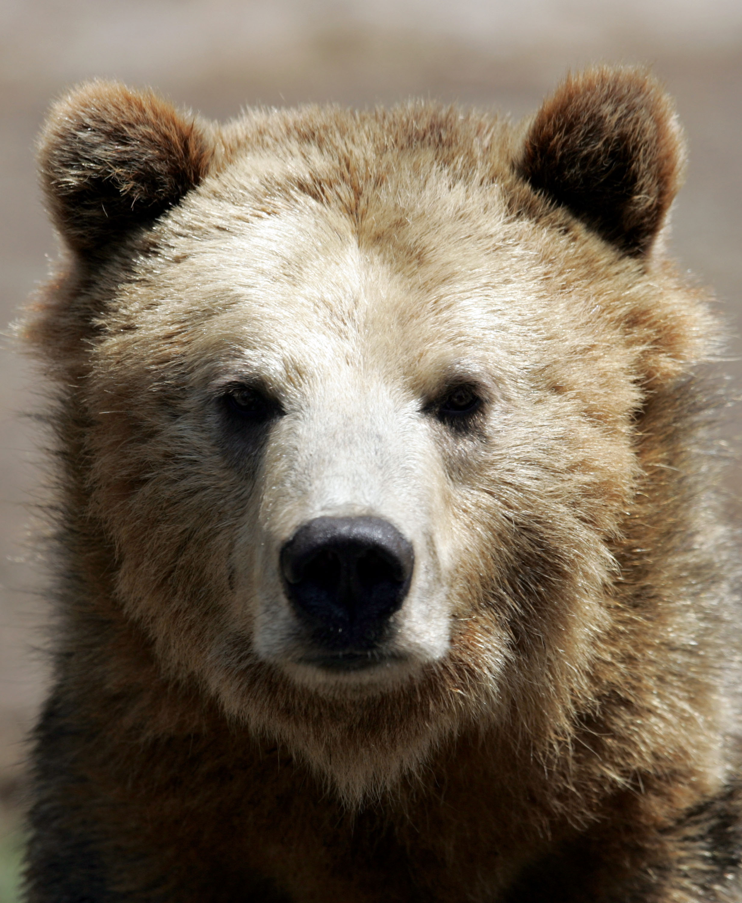 <strong>Animal estatal</strong>: Oso pardo de California<br>Reconocerá este símbolo de la bandera del estado de California. Designado en 1953, el oso pardo se ha extinguido en la naturaleza de California. Se cree que el último fue asesinado en agosto de 1922 en el condado de Tulare. El retrato de ese oso se encontraba en una exhibición en el zoológico de San Francisco el 18 de mayo de 2007.