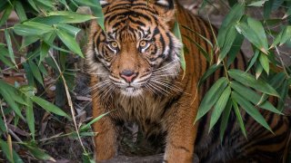 LA Zoo Female Sumatran Tiger by Jamie Pham