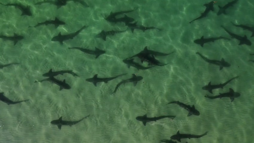 Leopard Shark in La Jolla 2