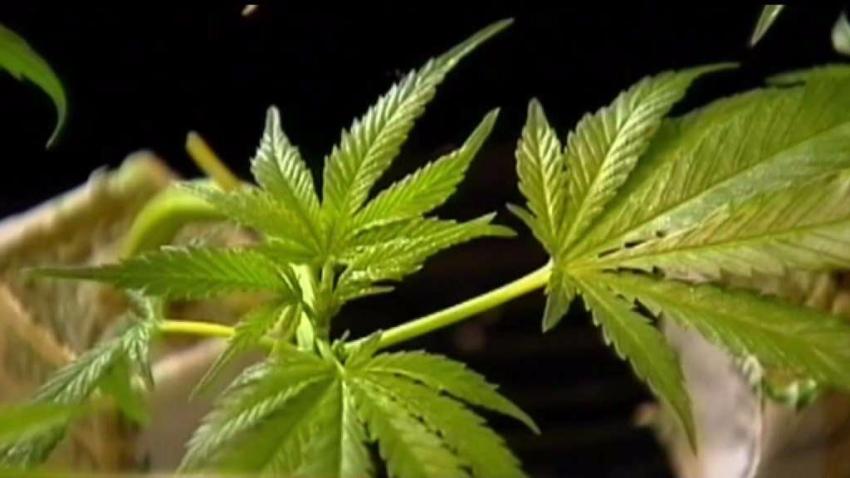 Multas_para_conductores_que_consuman_marihuana