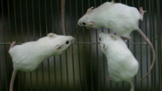 PHI lab mice