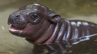 Endangered Pygmy Hippo Born at San Diego Zoo Last month, after days of anticipation, Mabel, a 4-year-old pygmy hippopotamus at the San Diego Zoo, gave birth to her first calf. The male pygmy hippo calf was born just before 9 a.m. on April 9, and weighed 12.4 pounds. This is the first successful pygmy hippo birth at the Zoo in more than 30 years. Wildlife care specialists report that the calf, which has not yet been named, is nursing and getting lots of attention from the first-time mother—and it is meeting or surpassing the milestones for a young pygmy hippo, including the ability to go underwater. When mom and her calf were given access to the outdoor maternity habitat, staff added a fence to prevent the calf from venturing into too-deep water. The calf demonstrated the natural adaptations and instincts of pygmy hippos—to close their nostrils and to hold their breath under water—and today, both Mabel and the calf, who weighs 25 pounds, have full access to the pool in the maternity yard. Pygmy hippos are one of hundreds of endangered species the staff at San Diego Zoo Global is working to protect from extinction, and in recognition of Endangered Species Day—May 15, 2020—the organization is celebrating its supporters who make this work possible. Every member, donor or volunteer—and anyone who has visited the San Diego Zoo or San Diego Zoo Safari Park—has contributed to San Diego Zoo Global’s work to save species worldwide. To learn more about the conservation work that is made possible by this support, visit EndExtinction.org/CelebratingYou. This page also features links to engaging wildlife cams, activities for kids, free online educational courses and ways to participate in citizen science projects from any home computer or smartphone, to help researchers gather important information on threatened and endangered species.