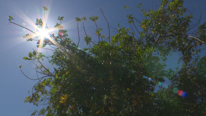 The sun shines behind the branches of a tree in a blue sky