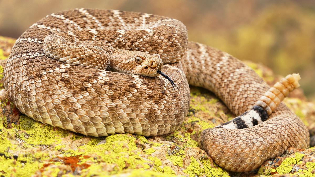 La serpiente de cascabel modifica su conducta por la crisis climática en México Telemundo San La serpiente de cascabel modifica su conducta por la crisis climática en México Telemundo San