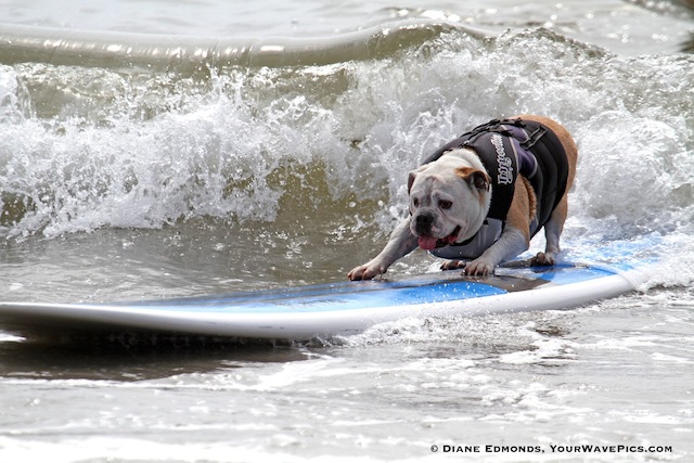 Al agua ¿perros?: competencia de surf de canes en Del Mar