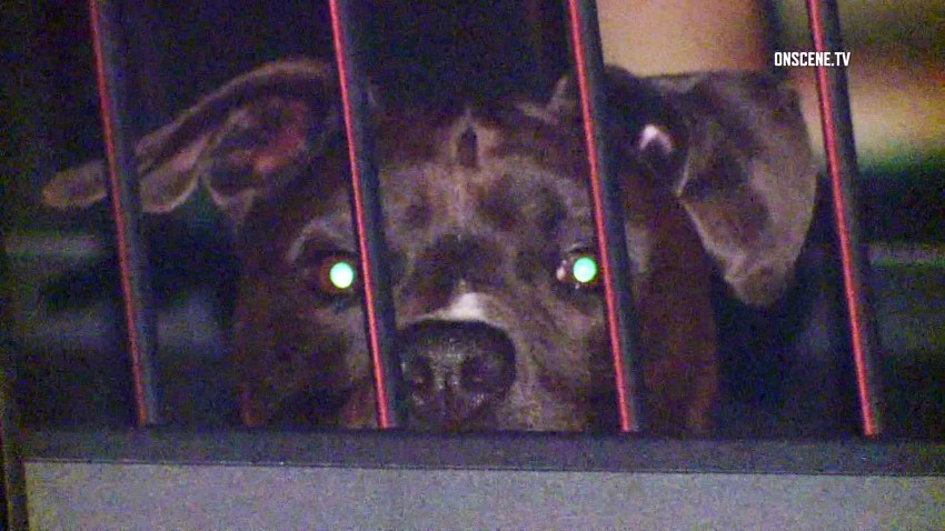 SDPD-Dog-Break-In-Crop