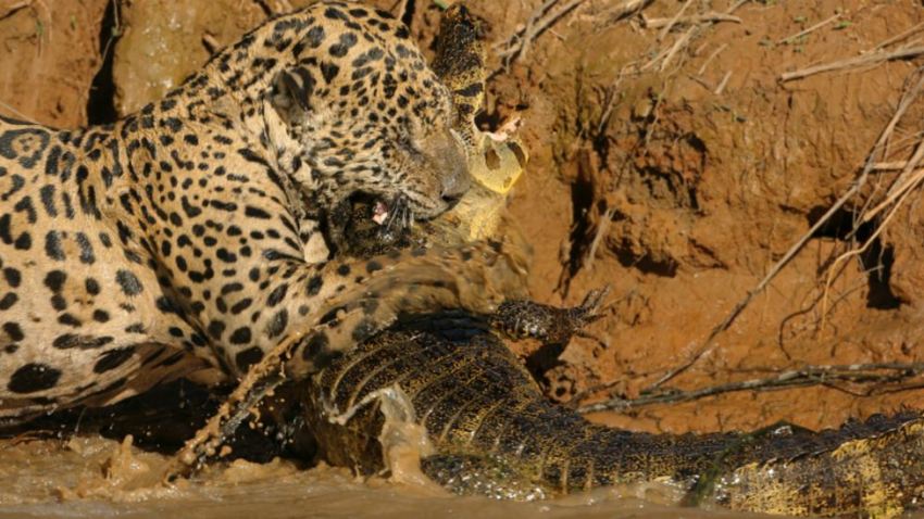 TLMD-brasil-jaguar-contra-caiman-pantanal-shutterstock_344004917-crop