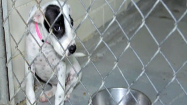 TLMD-mascota-adopcion-