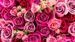 Valentine-Day-roses-generic-red