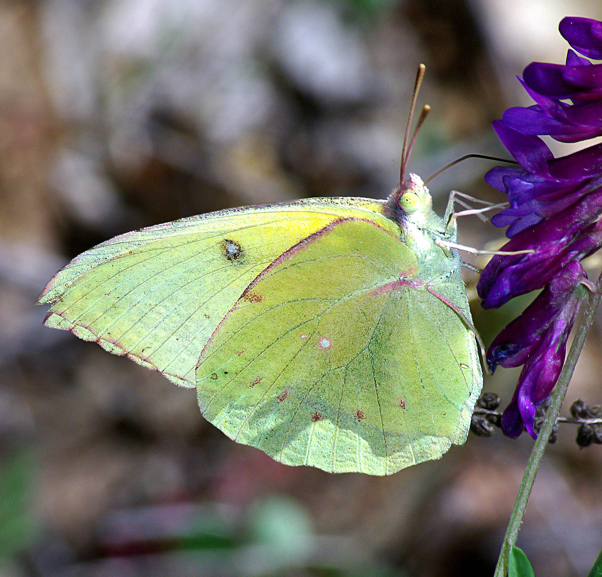 <strong>Insecto estatal</strong>: Mariposa cara de perro<br>El insecto del estado de California es la mariposa cara de perro, designada en 1972. Encontrada solo en California, la mariposa se llama así porque los machos tienen siluetas amarillas de lo que parece ser una cabeza de perro en sus alas. Los encontrará en las estribaciones de las montañas de Sierra Nevada a lo largo de la costa, y desde el condado de Sonoma hasta San Diego.