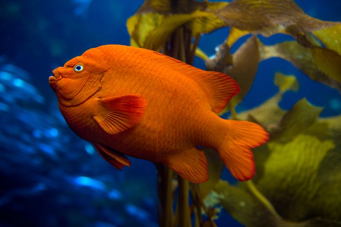 <strong>Pez marino estatal</strong>: Garibaldi<br>Un Garibaldi, el pez marino del estado de California, en la exhibición del bosque de algas marinas en el acuario de la bahía de Monterey. El brillante pez naranja se encuentra en aguas poco profundas frente al sur de California y México.