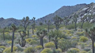 Joshua Trees