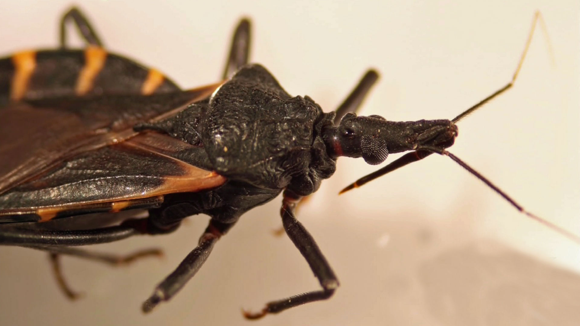 ¿Qué es la enfermedad de Chagas? Así es la nueva amenaza mortal ...