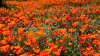 Este es el mejor momento para ver florecer las amapolas en el sur de California