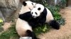 Increíble: pareja de osos panda se aparea gracias a la cuarentena