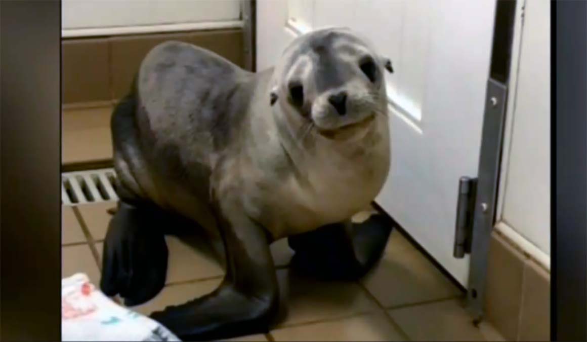 Cría de lobo marino sobrevive a salto desde puente