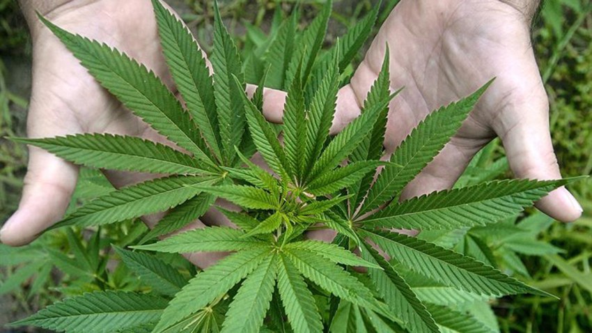tlmd-efe-marihuana-14808064w
