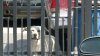 Exigen justicia tras envenenamiento masivo de perros en Tijuana