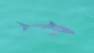 The shark was spotted Thursday off Torrey Pines State Beach