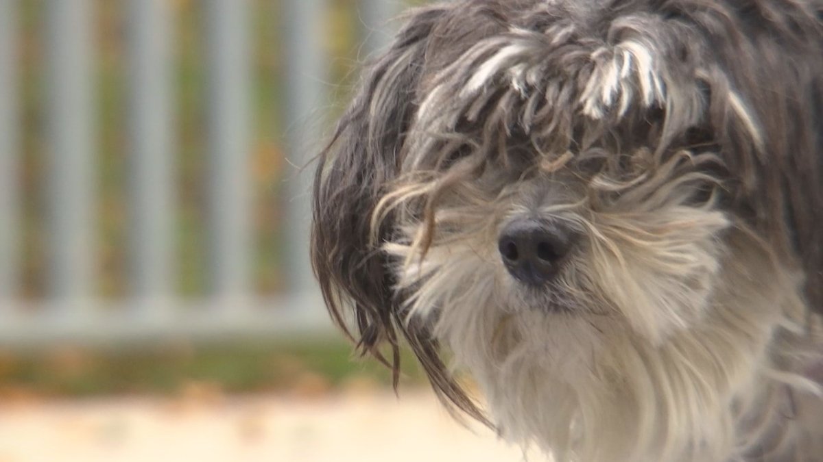 Ayuda para Benji, un perro de siete anos con image