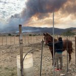 caballo frente a incendio Tecate (1)