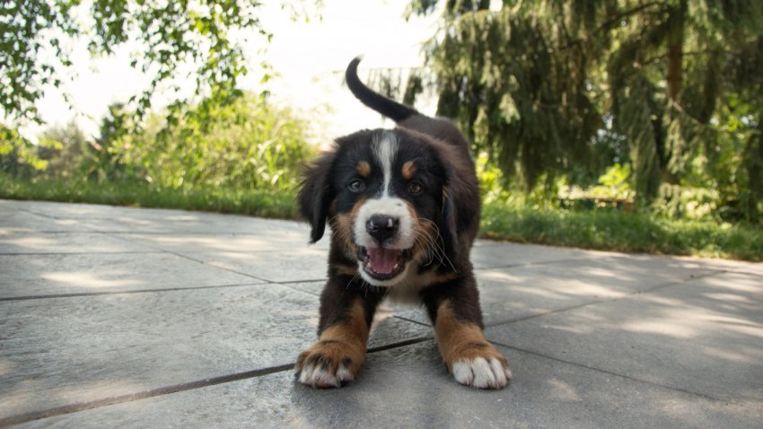 Cute puppy animating its owner