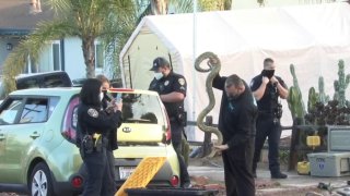 Fire at El Cajon home filled with rats and snakes