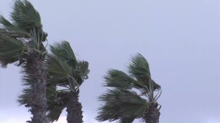 Gusts sway palm trees on a windy day in San Diego County.