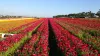 Extienden temporada de los campos de flores en Carlsbad