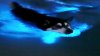 En video: Balto brilla en olas bioluminiscentes del sur de California