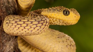 African Bush Viper, Atheris squamigera, coiled around a tree branch; native to Masai Mara, Kenya, Africa Controlled situation.