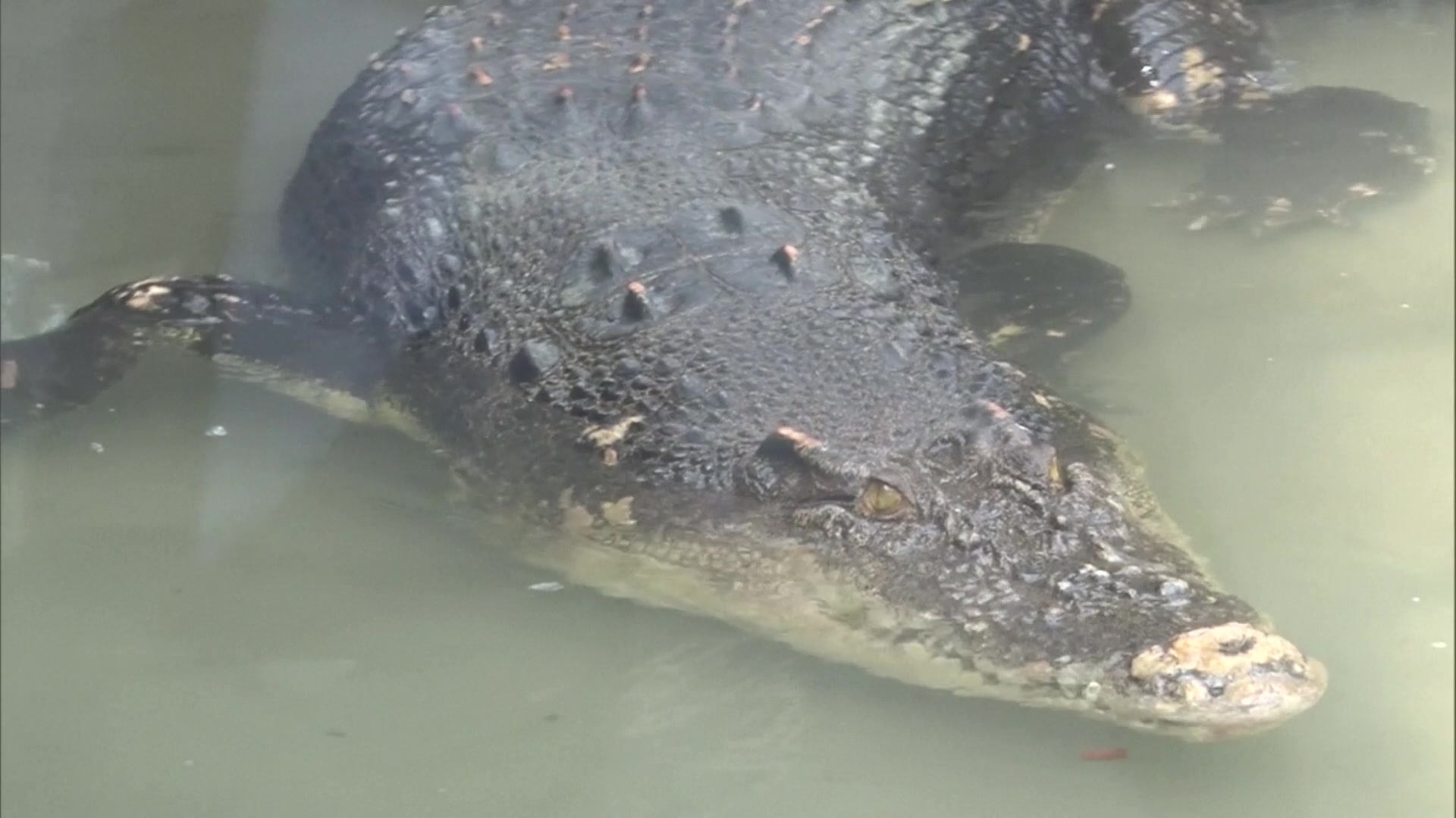 Video de cocodrilo en zoo de Japón – Telemundo San Diego (20)