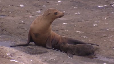 Piden a turistas mantener su distancia al visitar a los leones marinos de La  Jolla – Telemundo San Diego (20)