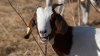 Empresa en El Cajón usa cabras para prevenir incendios forestales