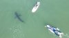 En video: padre e hijo surfean cerca de tiburones blancos en Del Mar